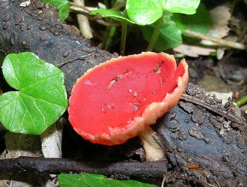 Sarcoscypha austriaca    (O. Beck ex Sacc.) Boud.